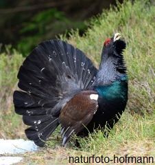 Eigenbewirtschaftung Jagd